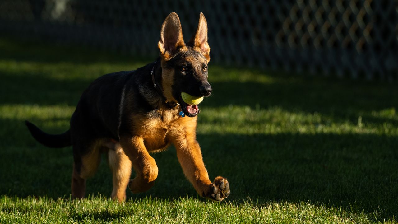 first puppy bidens white house